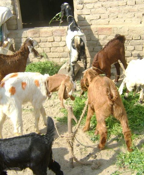 Women-Livestock-768x576