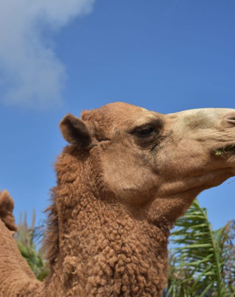 Close up look at the profile of a camel.