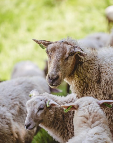 A herd of sheep grazing on a grass-covered field captured on a sunny day